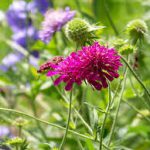 Op Mix Erf - Amersfoort - stekjes - Beemdkroon - knautia macedonica lila - donker roze