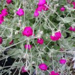 Op Mix Erf - Amersfoort - stekjes - Prikneus lychnis roze