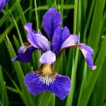 Op Mix Erf - Amersfoort - stekjes - iris-lis blauw