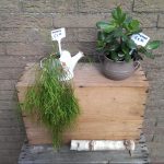 Op Mix Erf - Amersfoort - stekjes - Rhipsalis en Crassula ovata