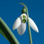 Fotoreportage Op Mix Erf - Bloemen en planten - Sneeuwklokje