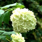 Fotoreportage Op Mix Erf - Bloemen en planten - Sneeuwbal