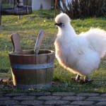 Fotoreportage Op Mix Erf - Erfdieren - De zijdehoen