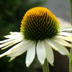 Fotoreportage Op Mix Erf - Bloemen en planten - Echinacea