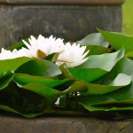 Fotoreportage Op Mix Erf - Bloemen en planten - Waterlelie