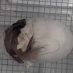 Op Mix Erf - afbeelding bij video - Peking eend worstelt zich uit ei