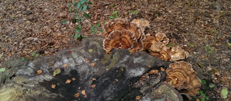 op-mix-erf-blog-teksten-herfst-paddestoelen-zwam