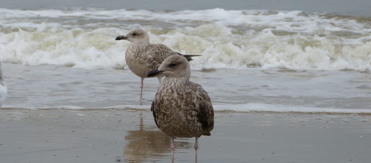 op-mix-erf-blog-teksten-strandwandeling