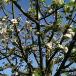 Fotoreportage Op Mix Erf - Bloemen en planten - Wendy Phaff - appelbloesem