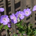 Fotoreportage Op Mix Erf - Bloemen en planten - Wendy Phaff - geranium paars met koolwitje