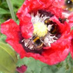 Fotoreportage Op Mix Erf - Bloemen en planten - Wendy Phaff - slaapbol klaproos met 5 hommels