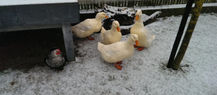 op-mix-erf-blog-teksten-pekingeenden-voor-de-eerste-keer-in-de-sneeuw