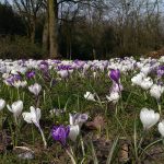 Op Mix Erf - Blog - teksten - crocussen