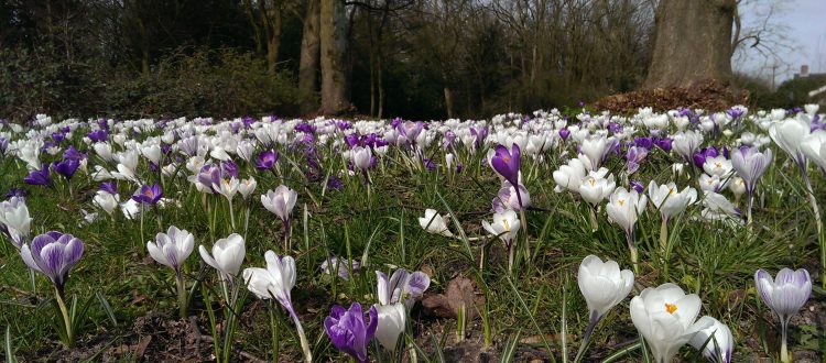 Op Mix Erf - Blog - teksten - crocussen