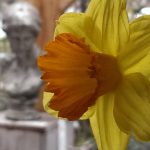 Op Mix Erf - Blog - teksten - lente - narcis