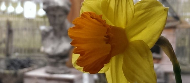 Op Mix Erf - Blog - teksten - lente - narcis