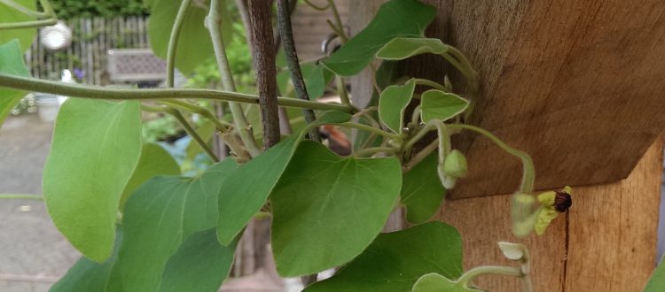 Op Mix Erf - Amersfoort - blog - teksten - Duitse pijp - Aristolochia macropylla